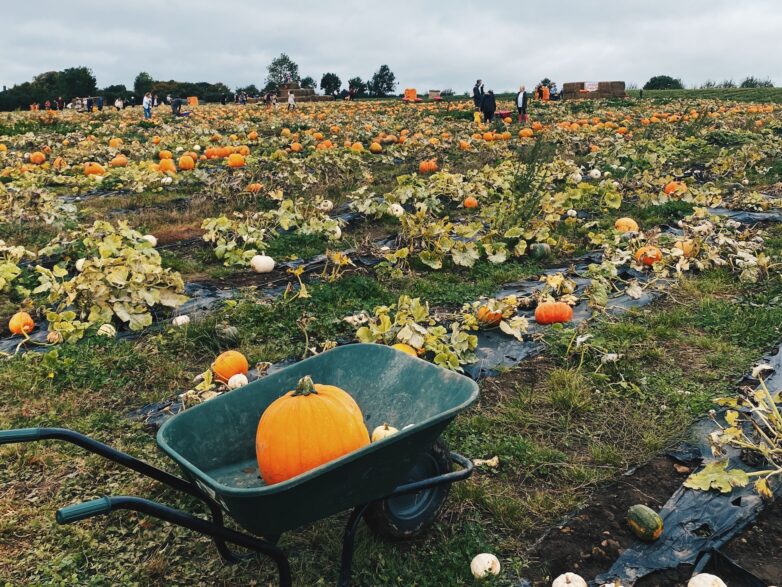Pumpkin picking at Brocksbushes Farm in Northumberland
