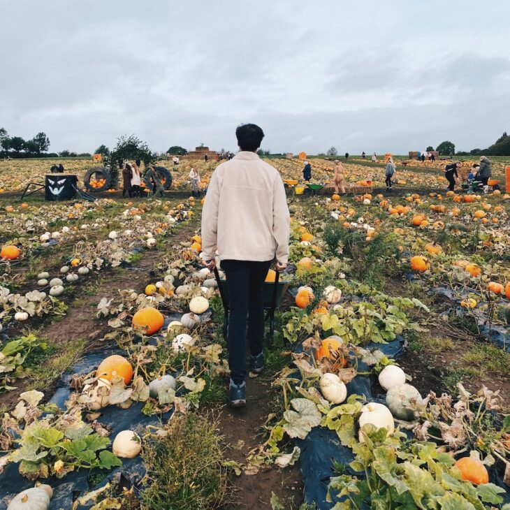 Brocksbushes Farm pumpkin picking