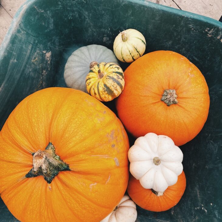 Brocksbushes Farm pumpkins