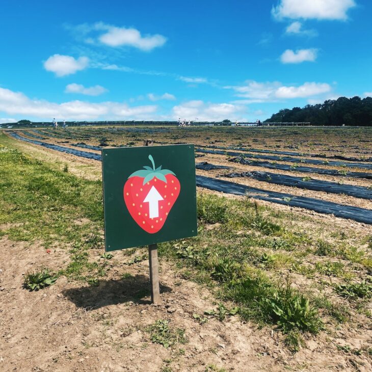 Brocksbushes fruit fields