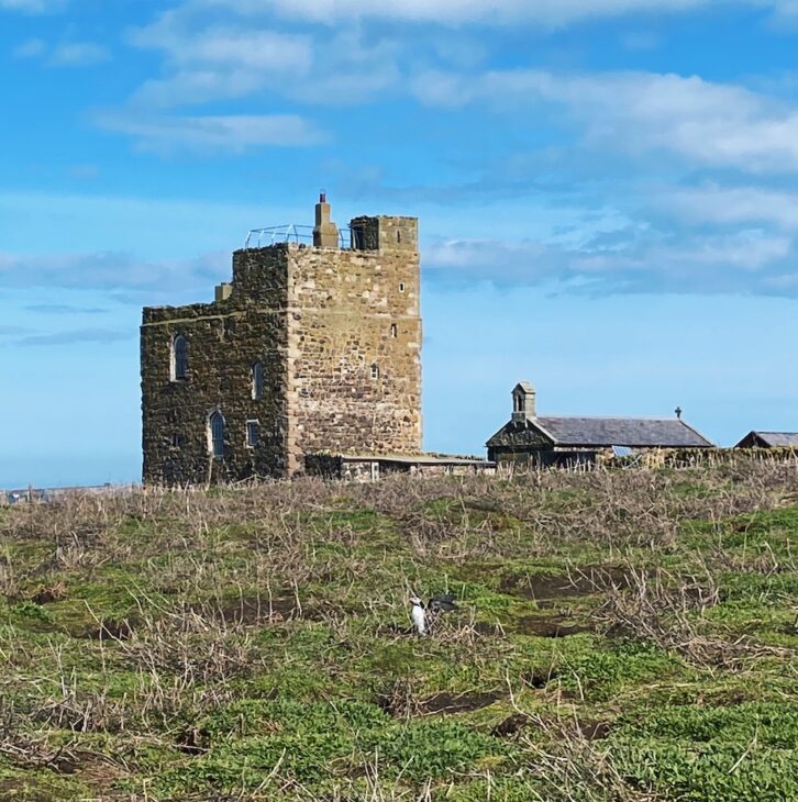 Inner Farne puffin