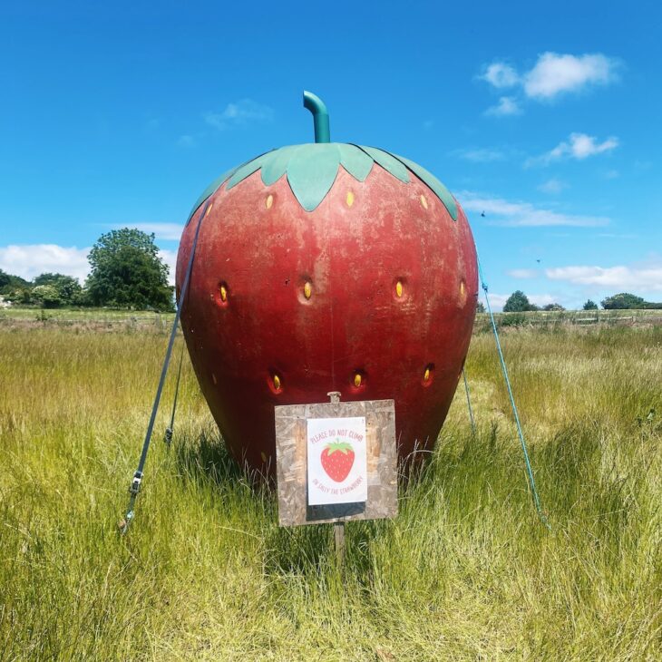 Pick your own fruit at Brocksbushes