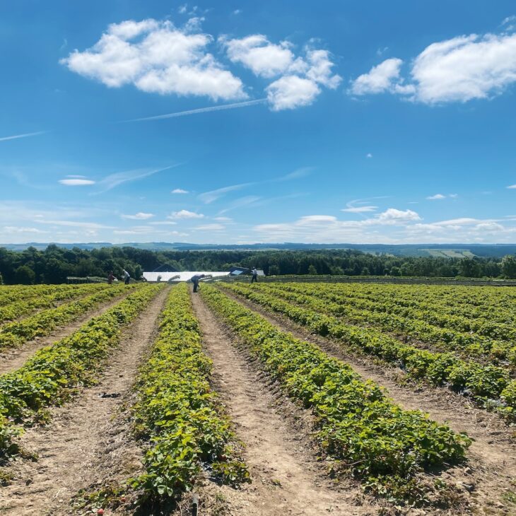 Strawberry fields