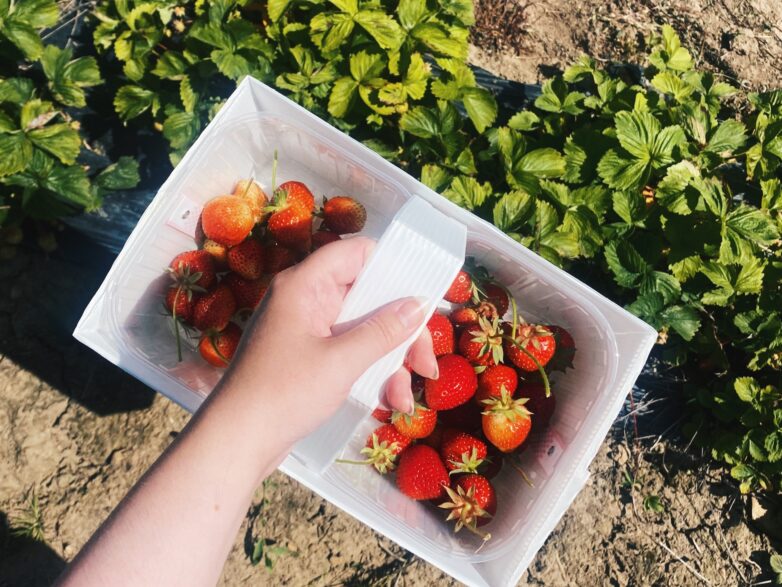 Pick your own strawberries at Brocksbushes Farm