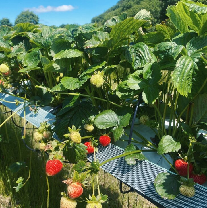 Strawberry plant