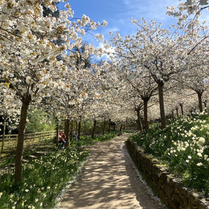 Alnwick Garden cherry blossom trees