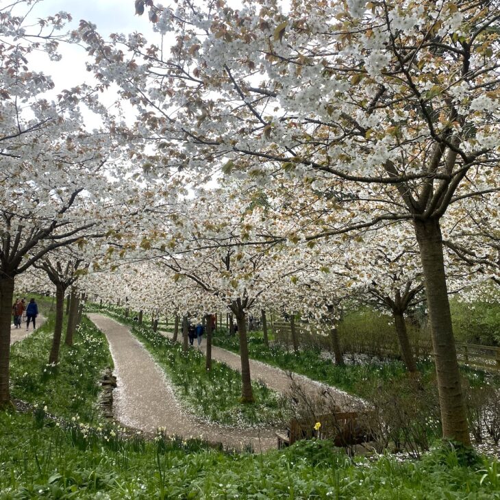 Cherry blossom paths