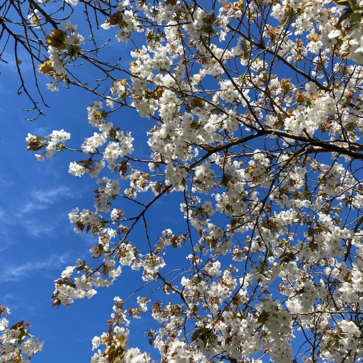 Cherry blossom petals