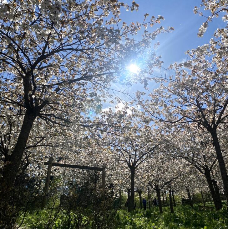 Cherry blossom swing