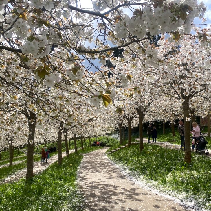 Cherry blossom trees