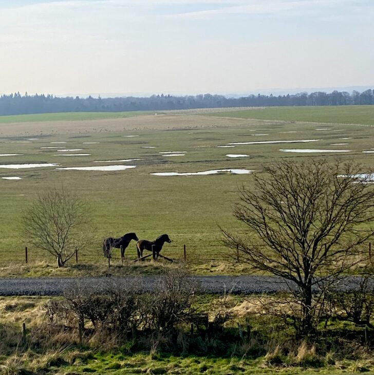 Northumberlandia horses