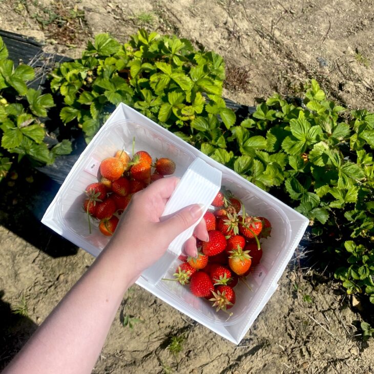 Strawberring picking in summer