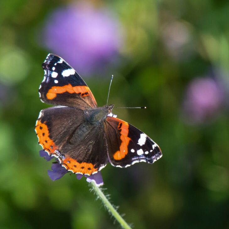 Red Admiral - Tim Melling