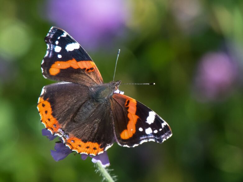 Butterfly lovers across Tyne and Wear invited to vote for their favourite