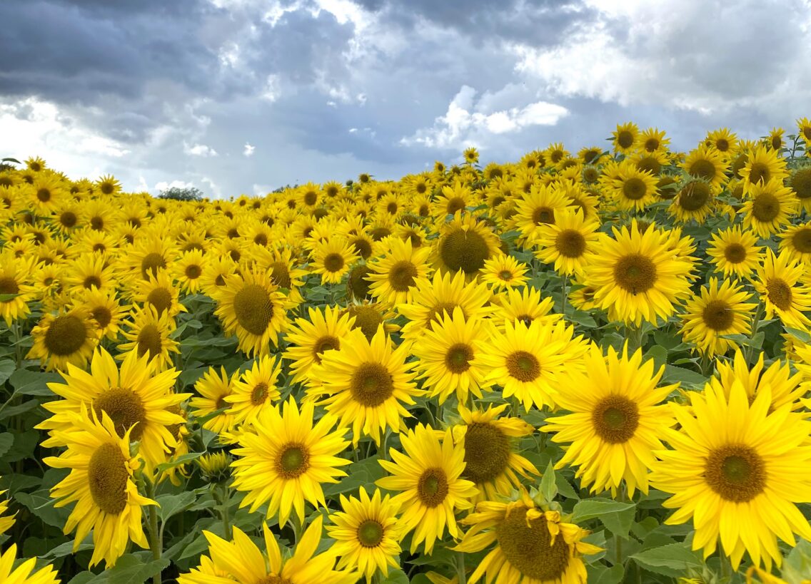 The best flower fields and displays within easy reach of Newcastle