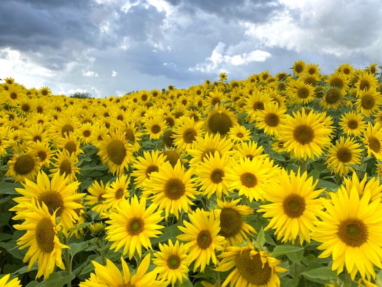 The best flower fields and displays within easy reach of Newcastle