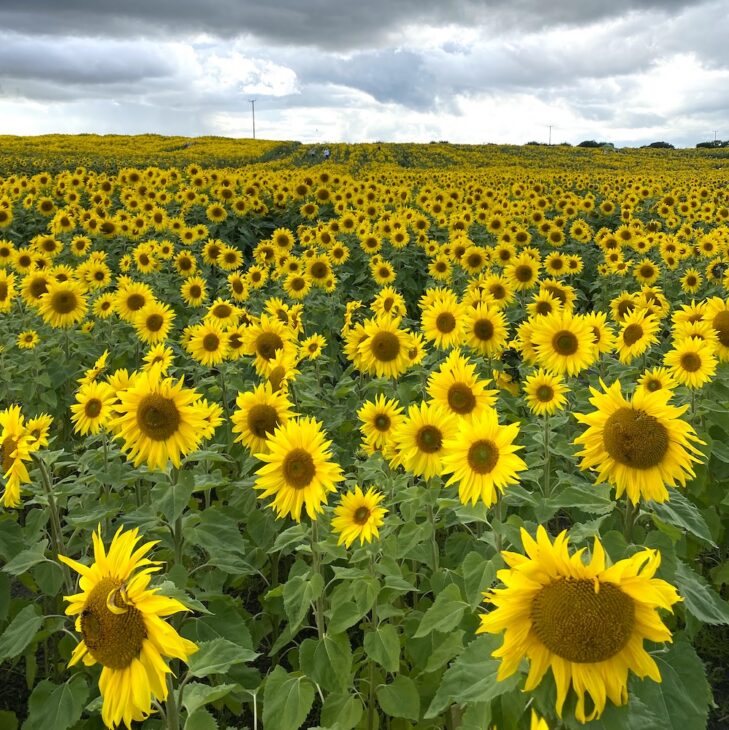 Sunflower field