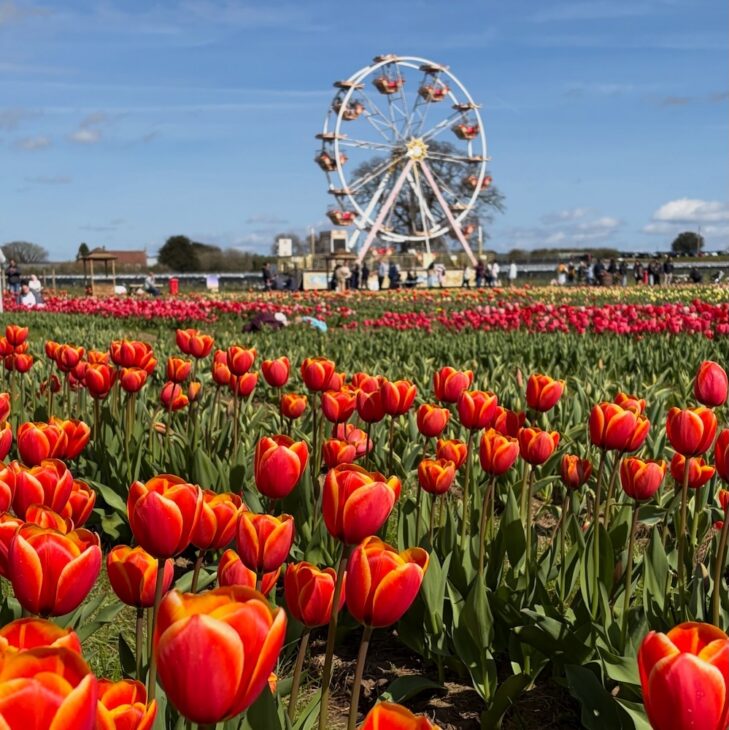 Tulip field
